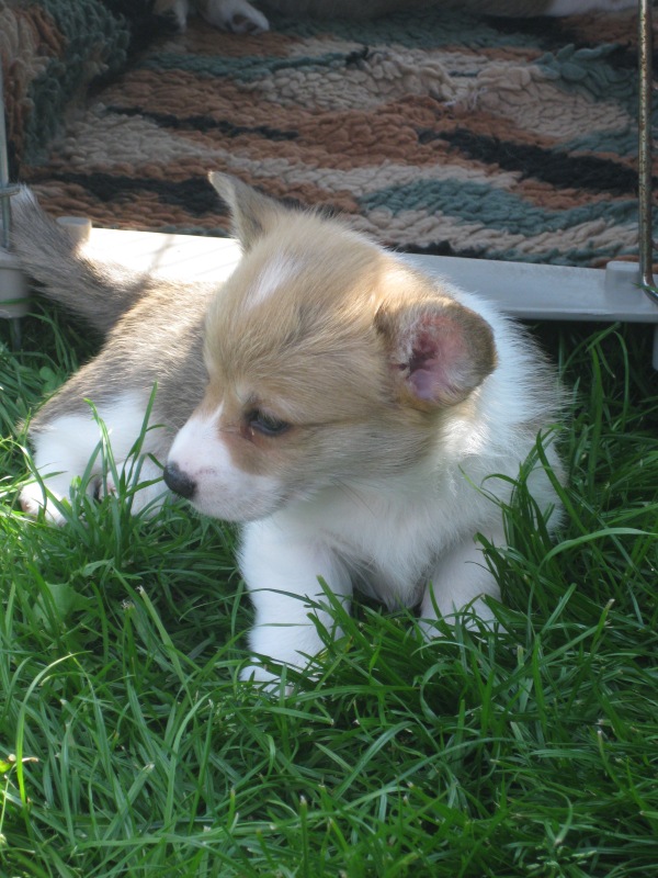 Puppies
